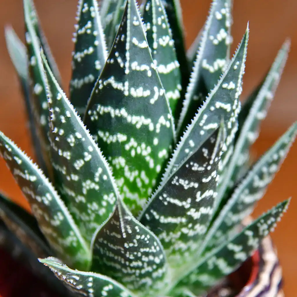 Babypflanze Aloe Tiki Tahi
