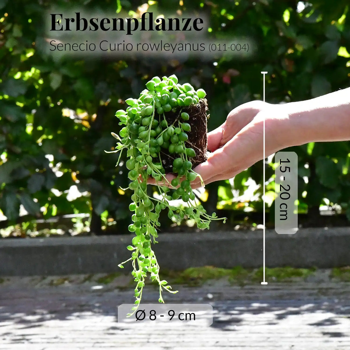 Mix & Match Babypflanzen