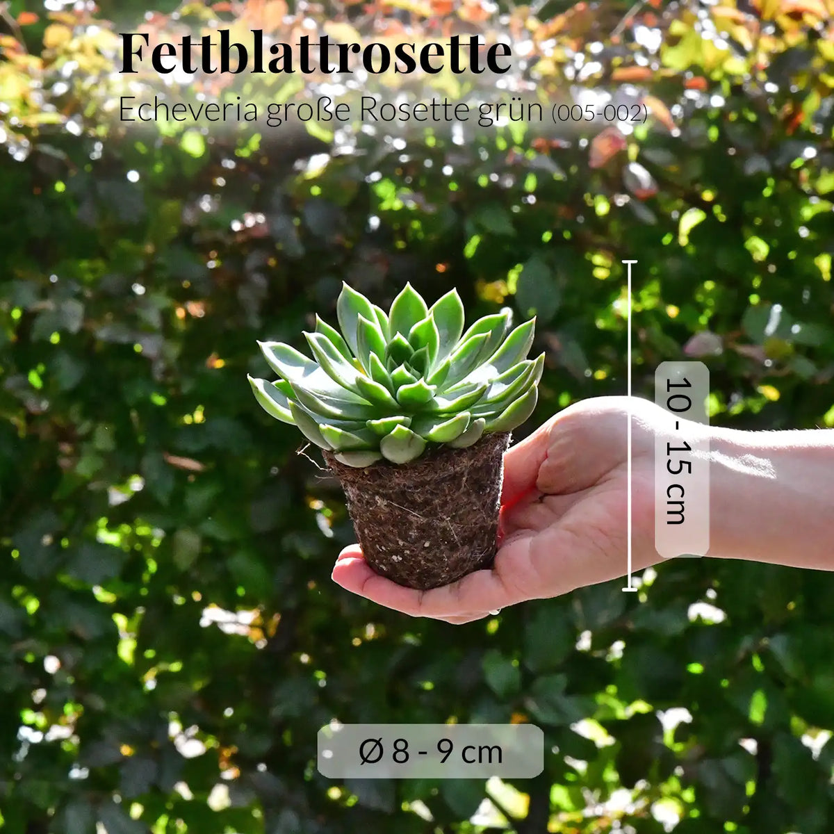 Mix & Match Tierfreundliche Babypflanzen