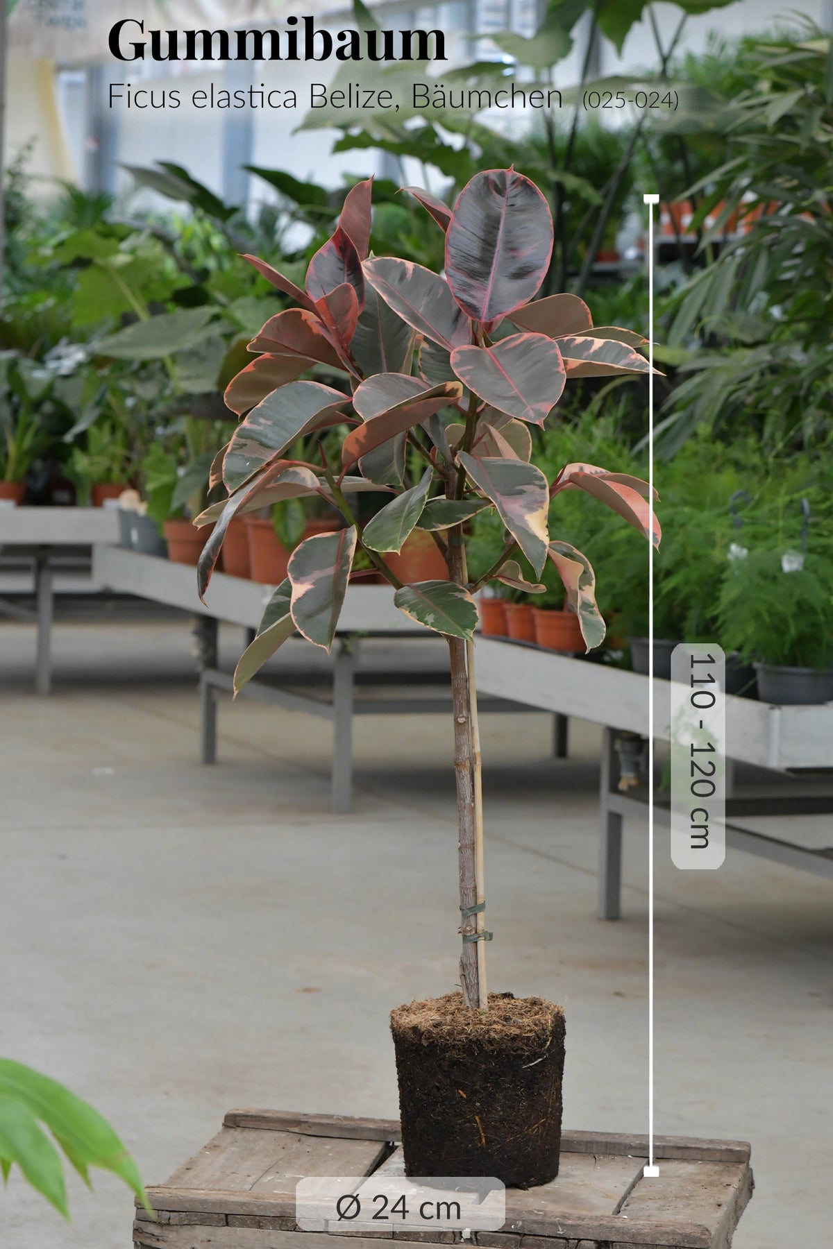 Gummibaum Ficus elastica Belize, Bäumchen (025-024)