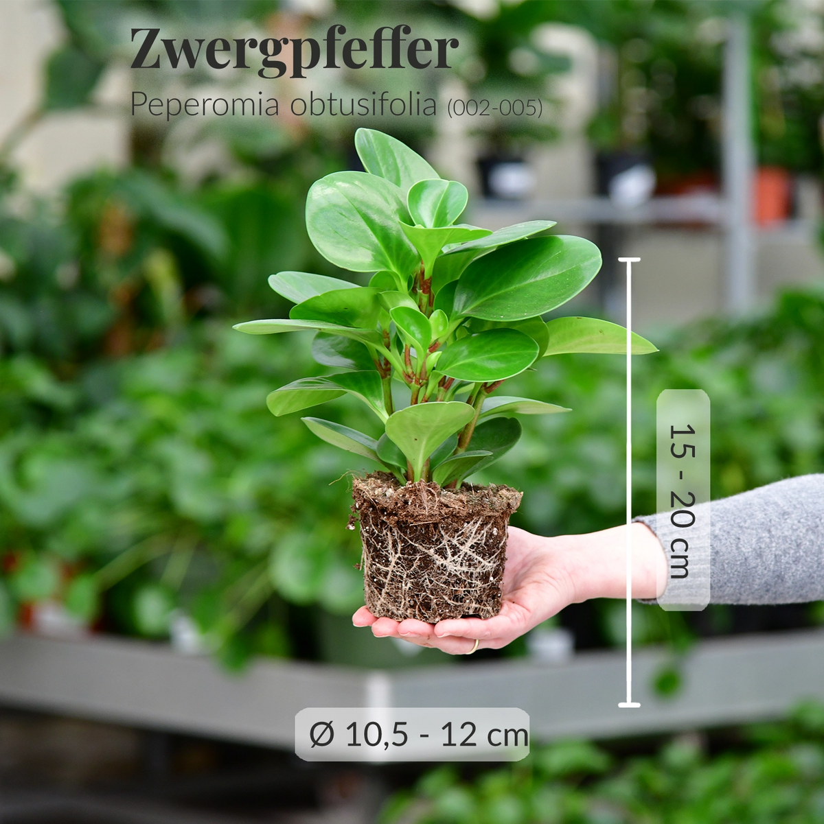 Peperomia obtusifolia