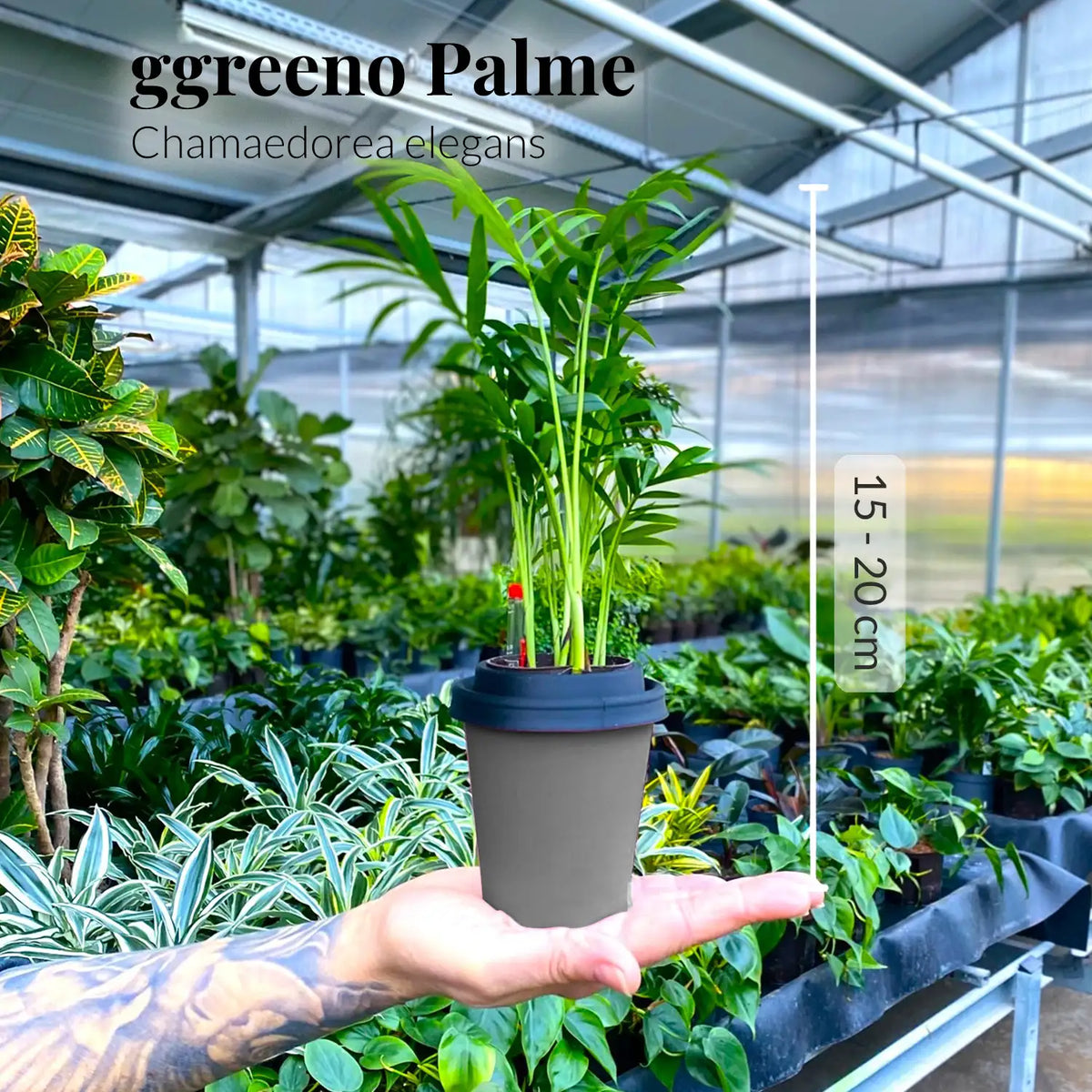 Mix & Match ggreeno® Tischpflanzen