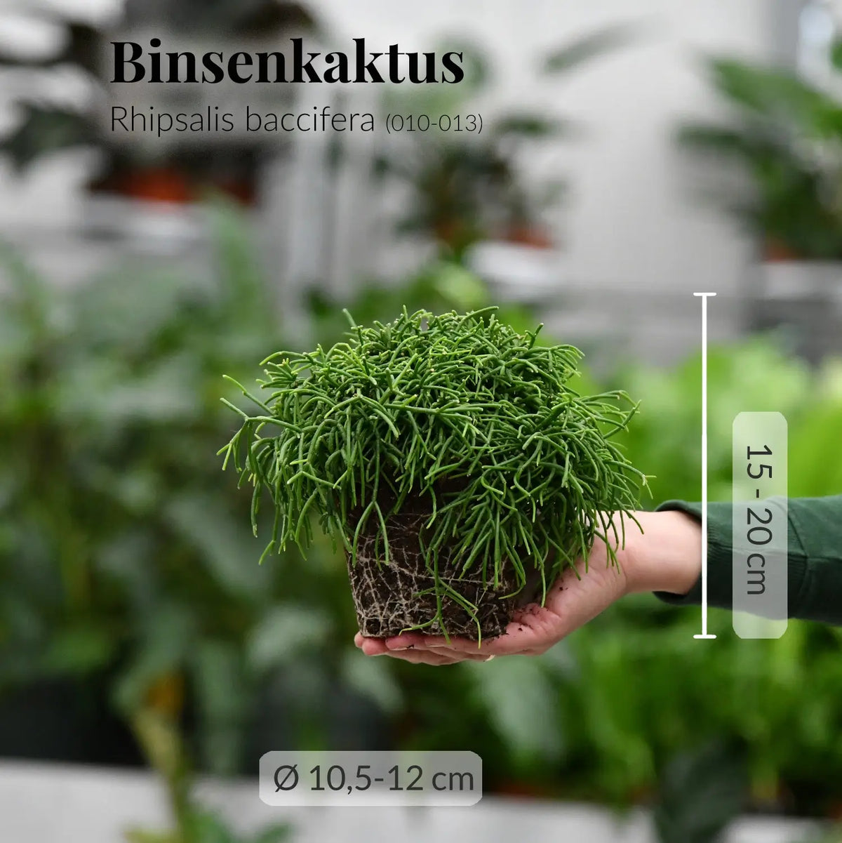 Frische Binsenkaktus Pflanze mit Wurzeln direkt beim Gärtner