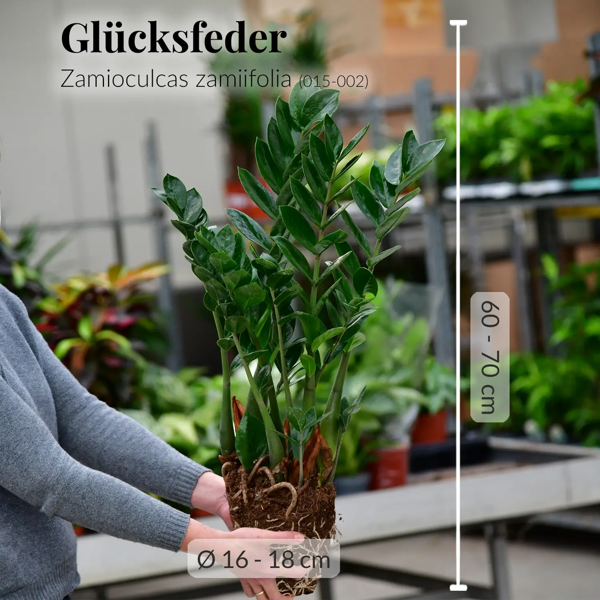 Frischer Zamioculcas Glücksfeder mit gesunden Wurzeln direkt beim Gärtner