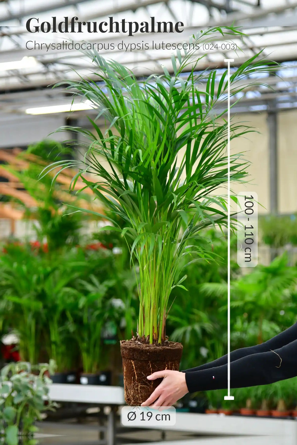 Große Goldfruchtpalme, 100-110cm