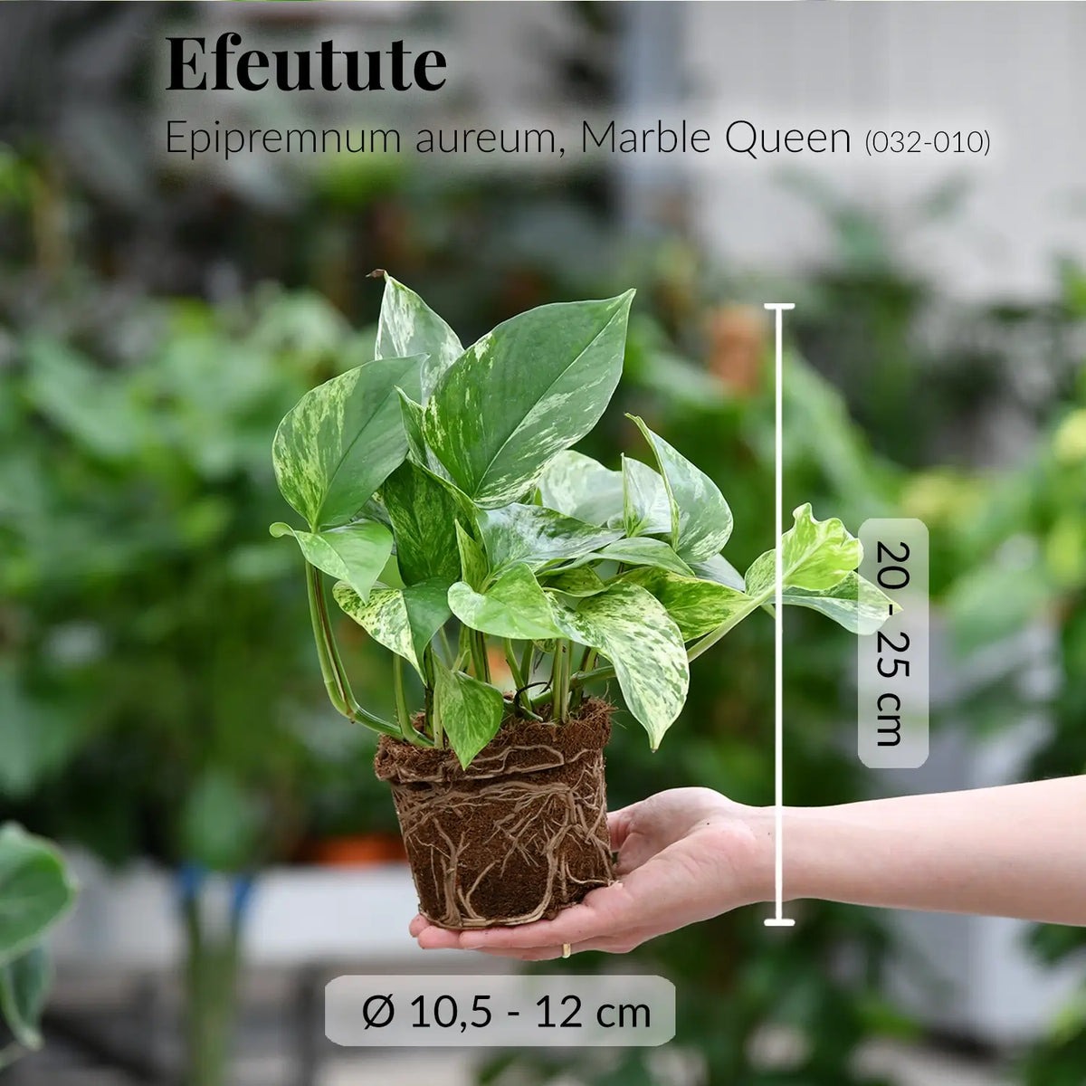 Frische Efeutute mit besonderer Blattmaserung direkt beim Gärtner
