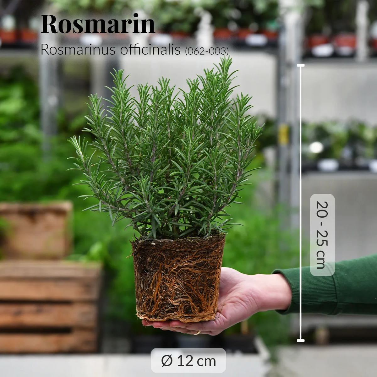 6er Box Rosmarin Pflanzen