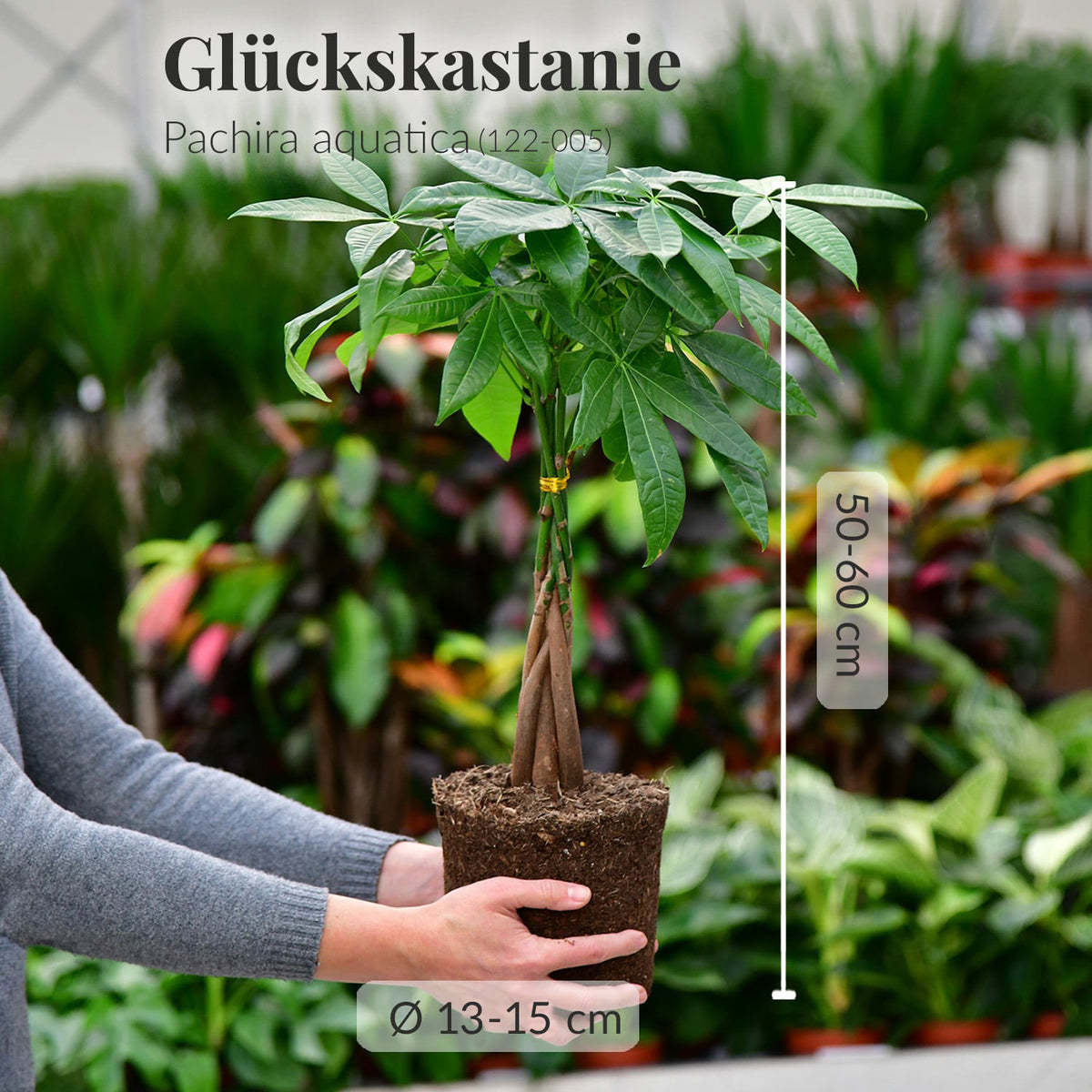 Mix & Match Einsteiger Zimmerpflanzen