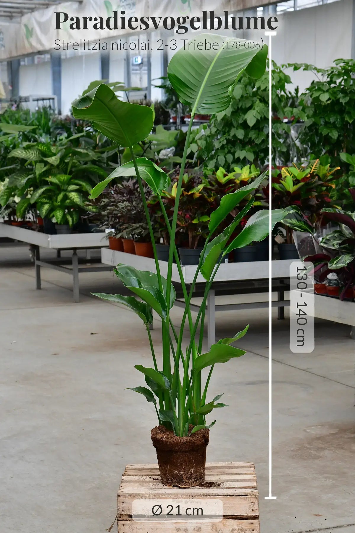SPECIAL OFFER XXL Strelitzie 150-160cm