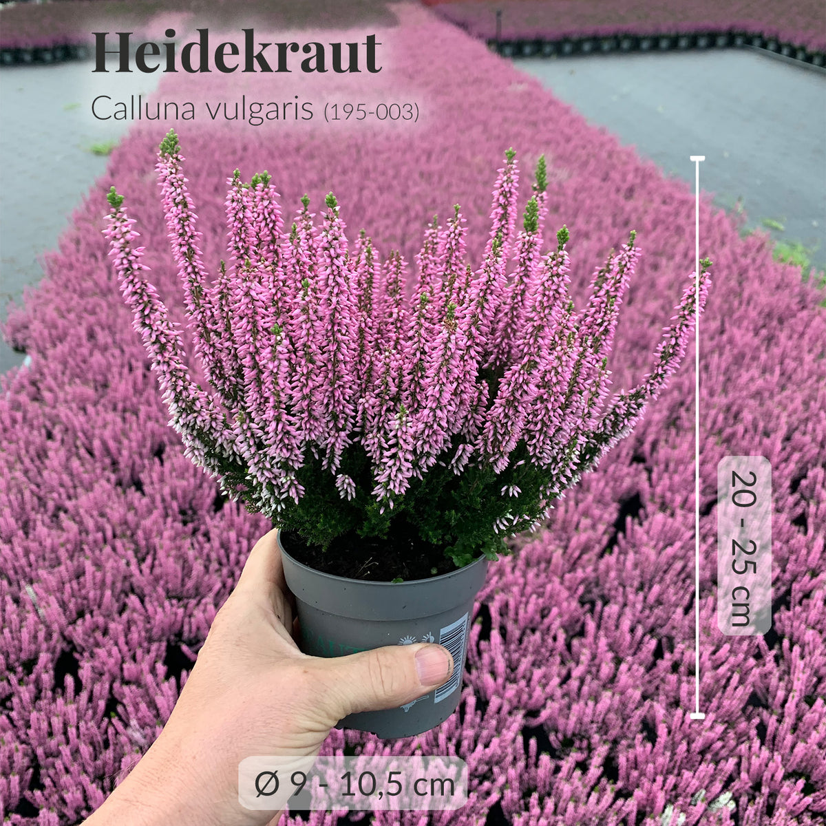 5er Box Rosa-Lila Heidekraut