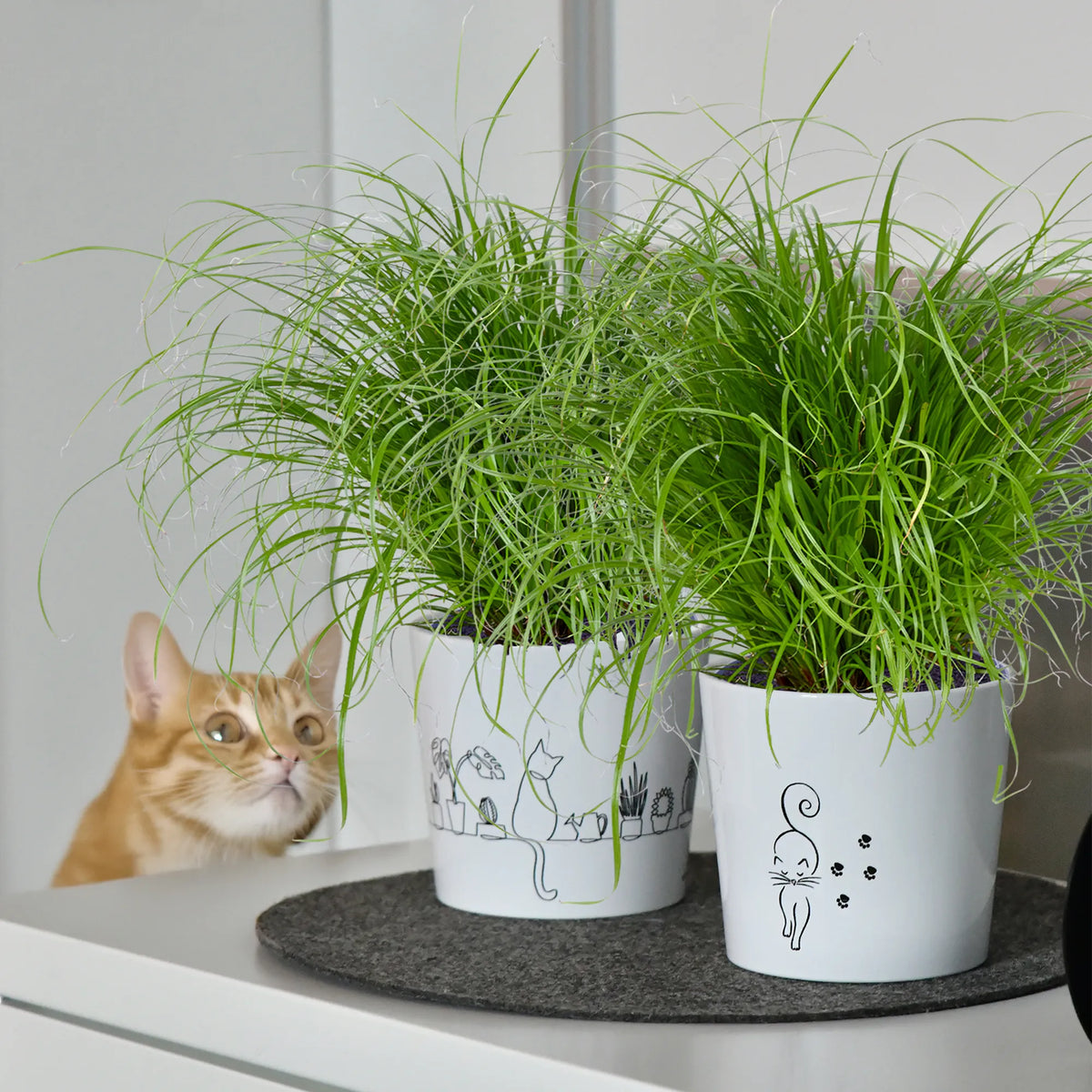 2er Übertopfset Catview & Catwalk