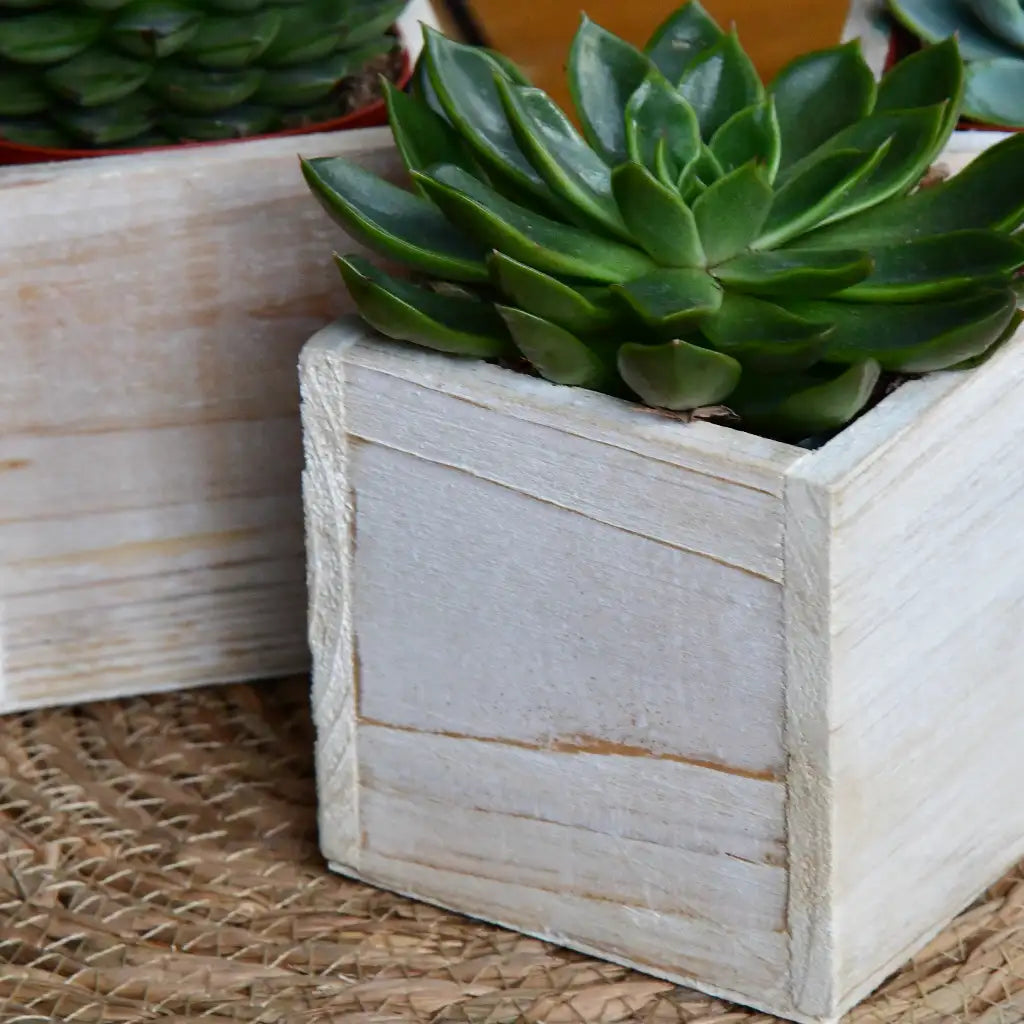 3er Set Holzkistchen 10cm