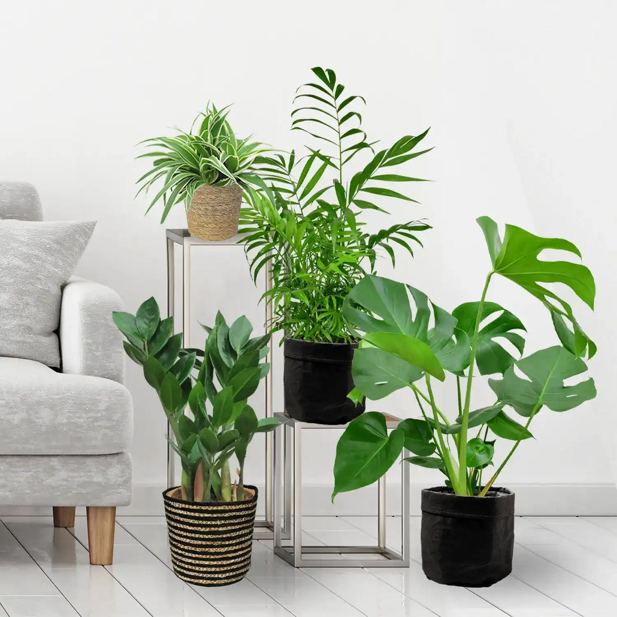 Pflanzen Box mit 4 pflegeleichten Pflanzen für Einsteiger: Monstera, Bergpalme, Grünlilie und Glücksfeder