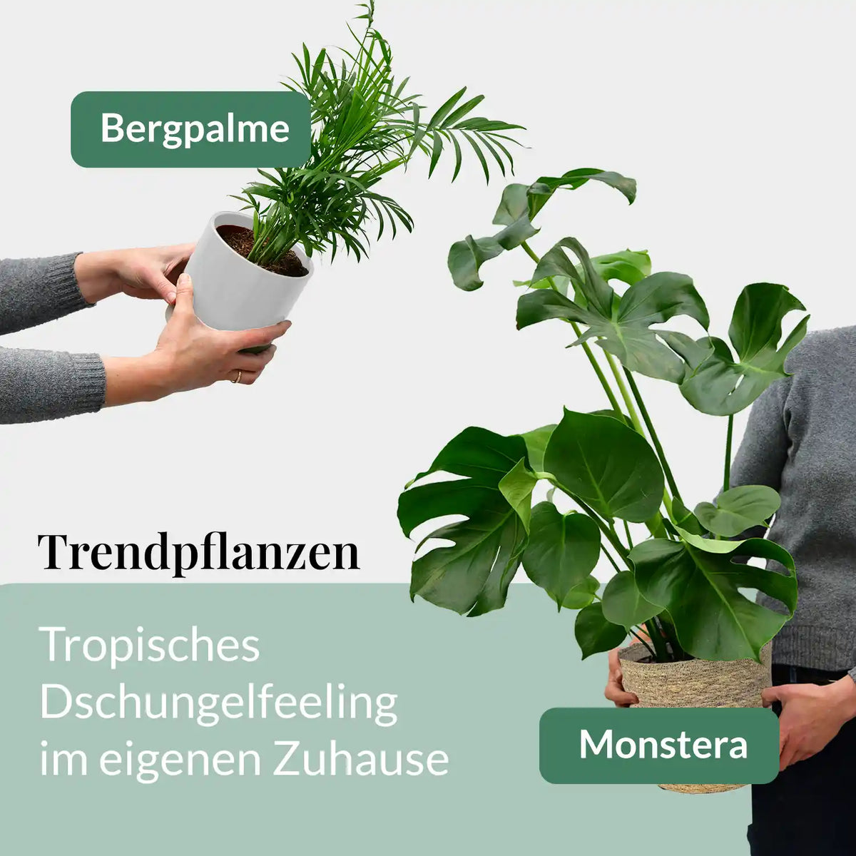 6er Box Grüne Erstausstattung