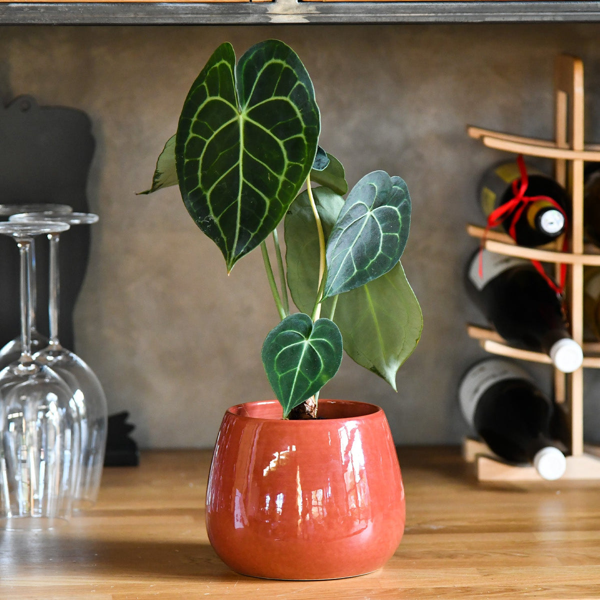 Anthurium clarinervium Stimmungsbild im Weinregal