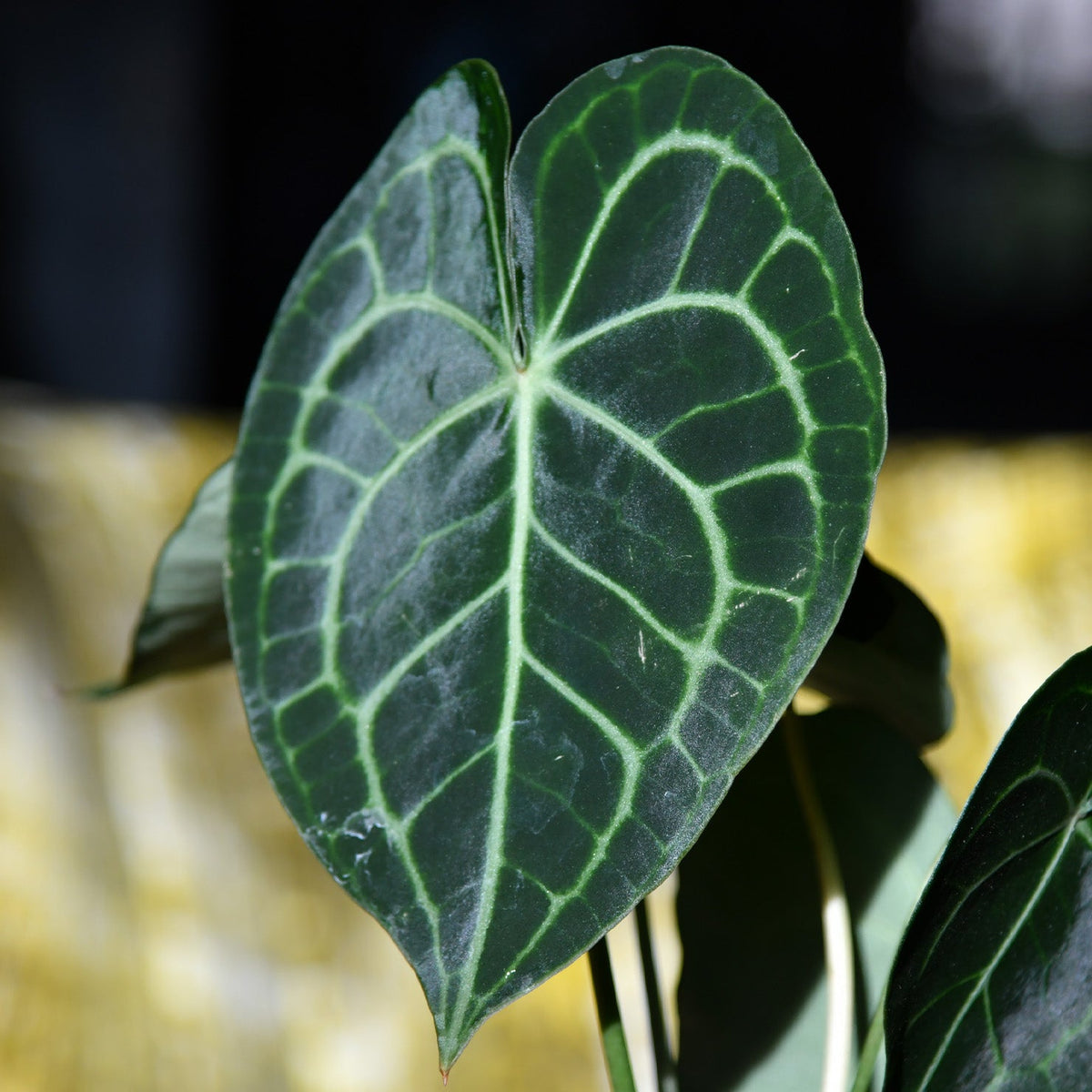 Anthurium clarinervium Detail vom Blatt