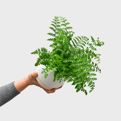Asplenium Parvati No.12