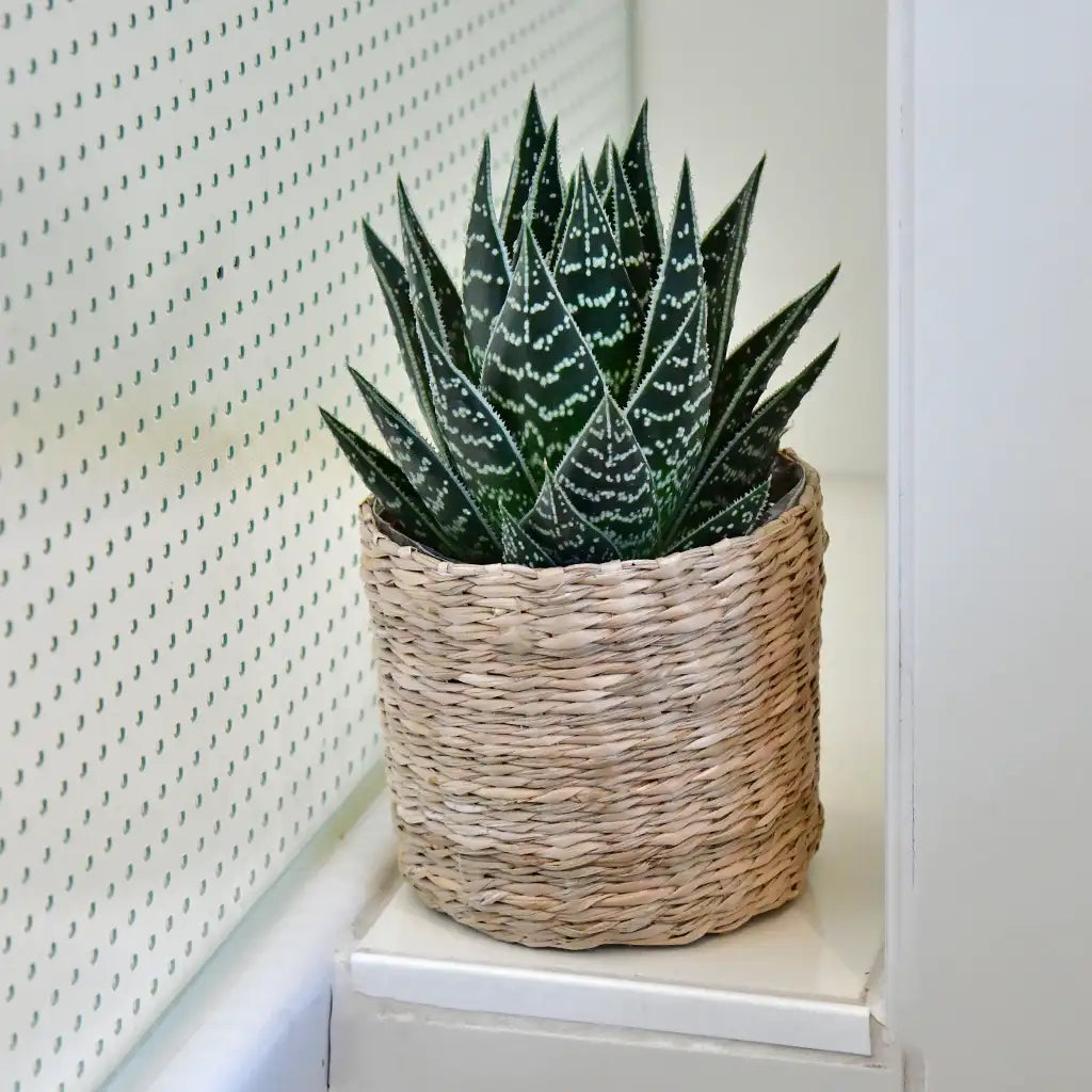 Babypflanzen Trio Badezimmer Aloevera