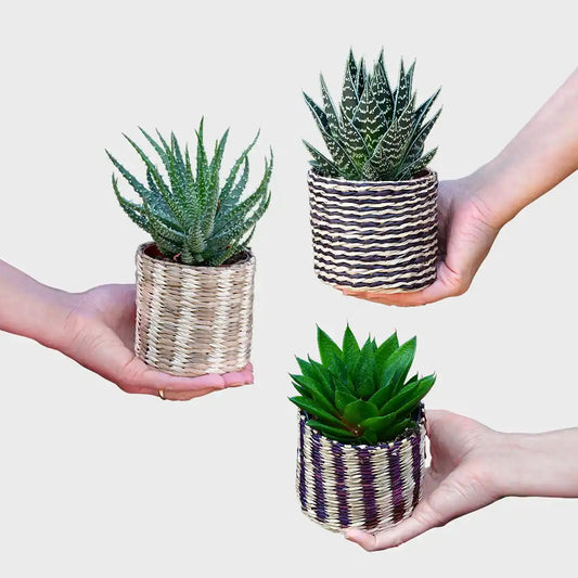 Babypflanzen Trio Badezimmer Aloevera