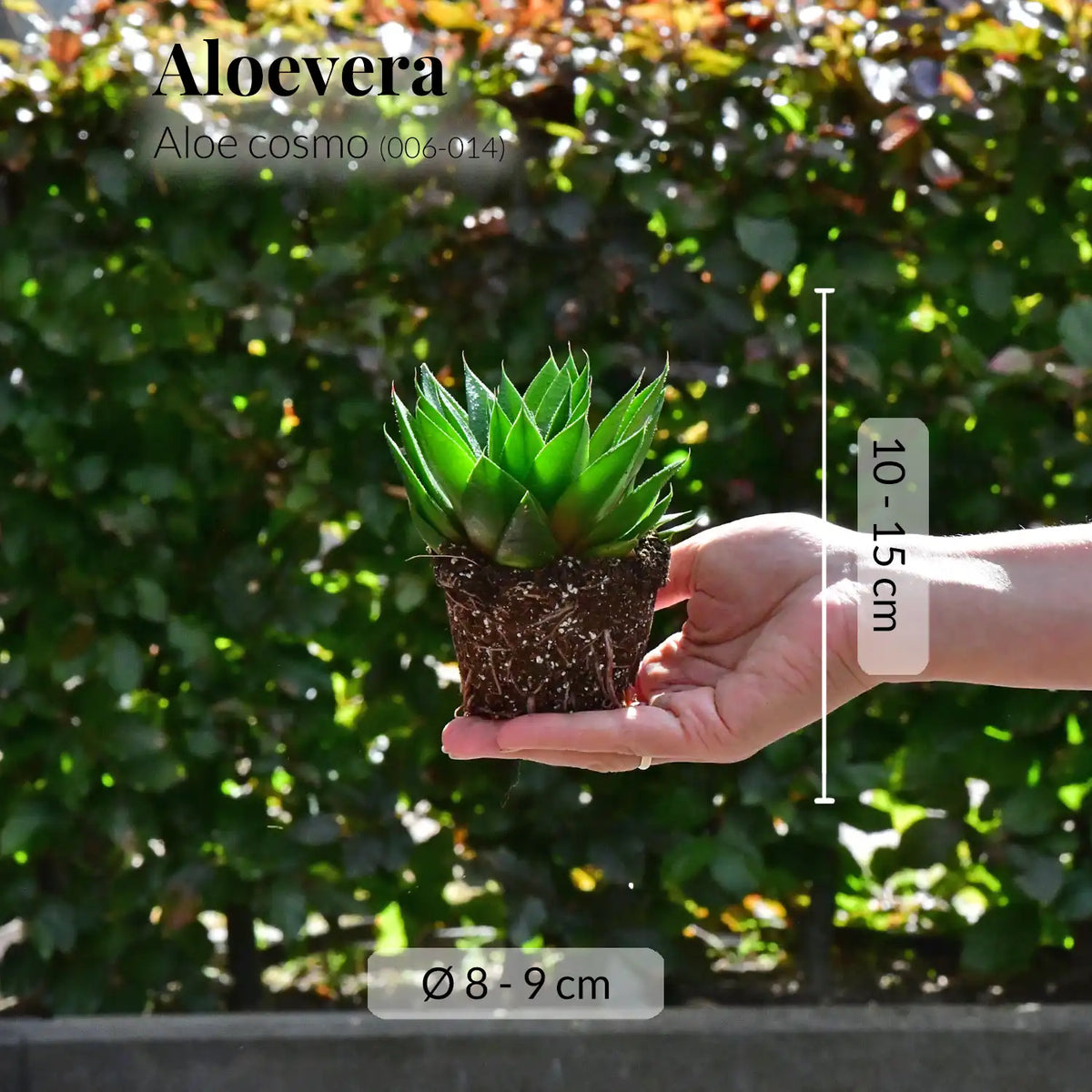 Mix & Match Babypflanzen