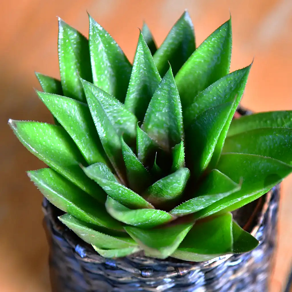 Babypflanze Aloe Cosmo