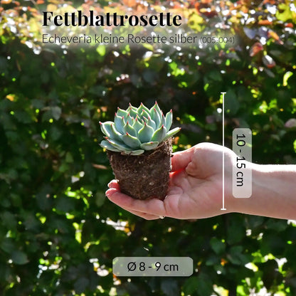 Mix & Match Babypflanzen