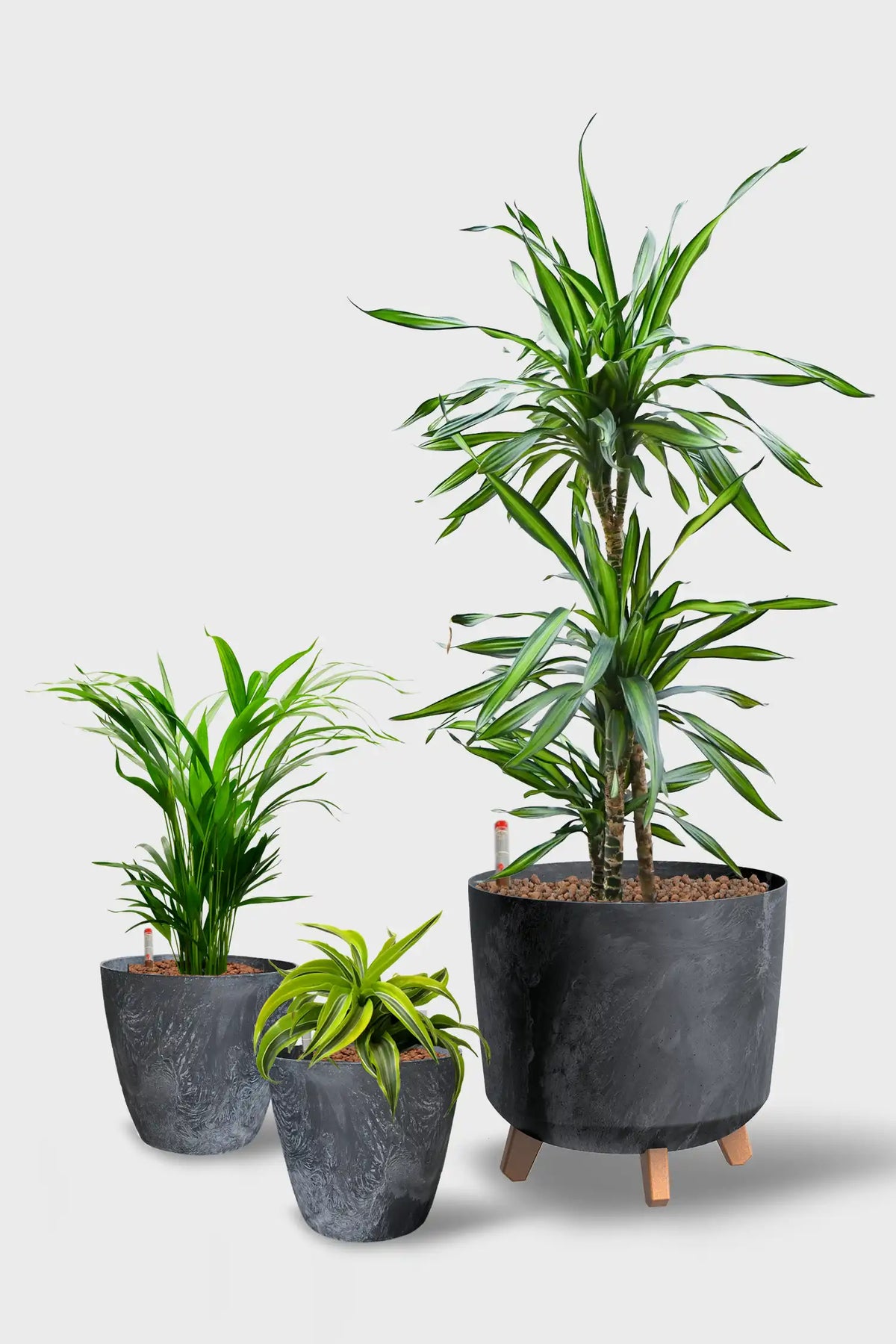 Leasing Basic Büropflanzen - 3er Set  Palmen