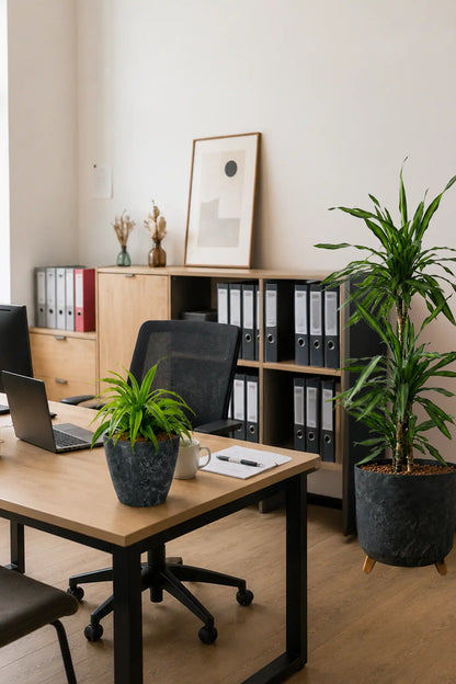 Leasing Basic Büropflanzen - 3er Set  Palmen