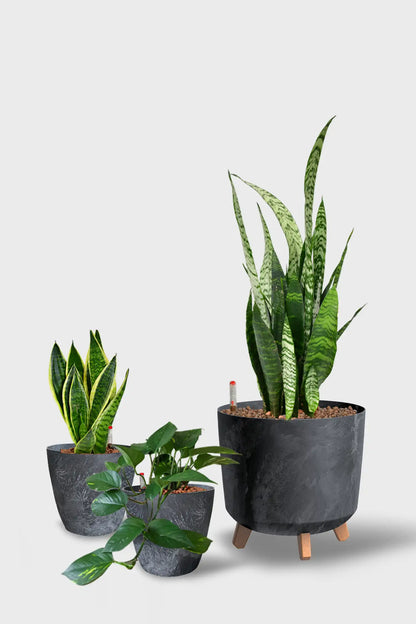 Leasing Basic Büropflanzen - 3er Set  Instyle