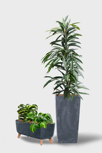 Leasing Basic Empfangspflanzen - 3er Set Classico