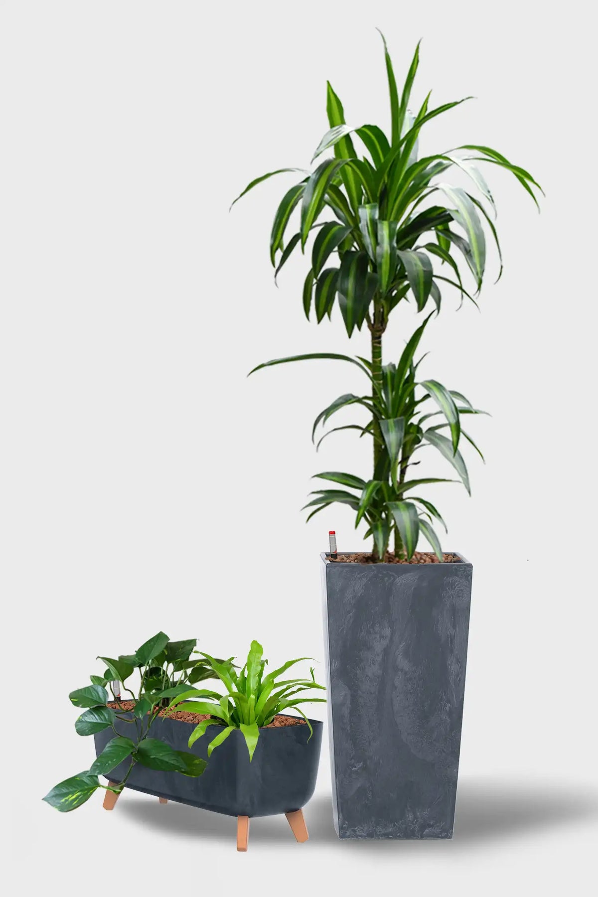 Leasing Basic Empfangspflanzen - 3er Set Palmen