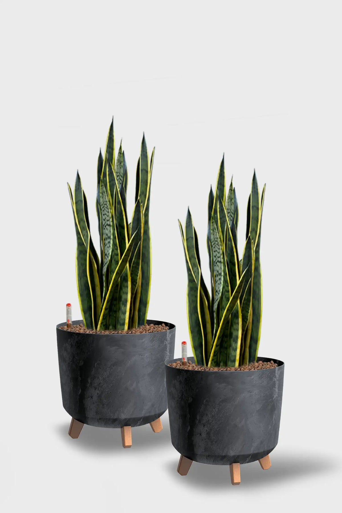 Leasing Basic Konferenzpflanzen - 2er Set Instyle
