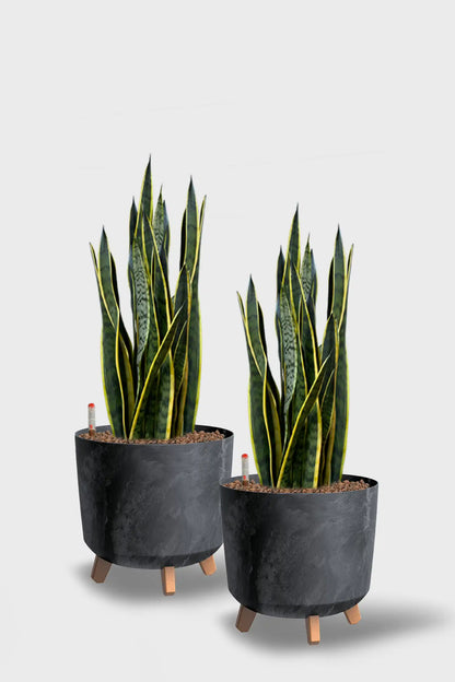 Leasing Basic Konferenzpflanzen - 2er Set Instyle