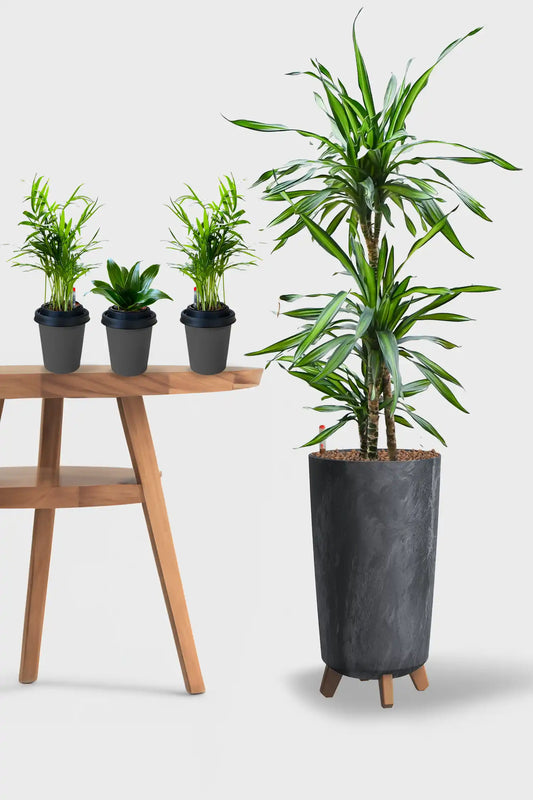 Leasing Basic Loungepflanzen - 4er Set Palmen