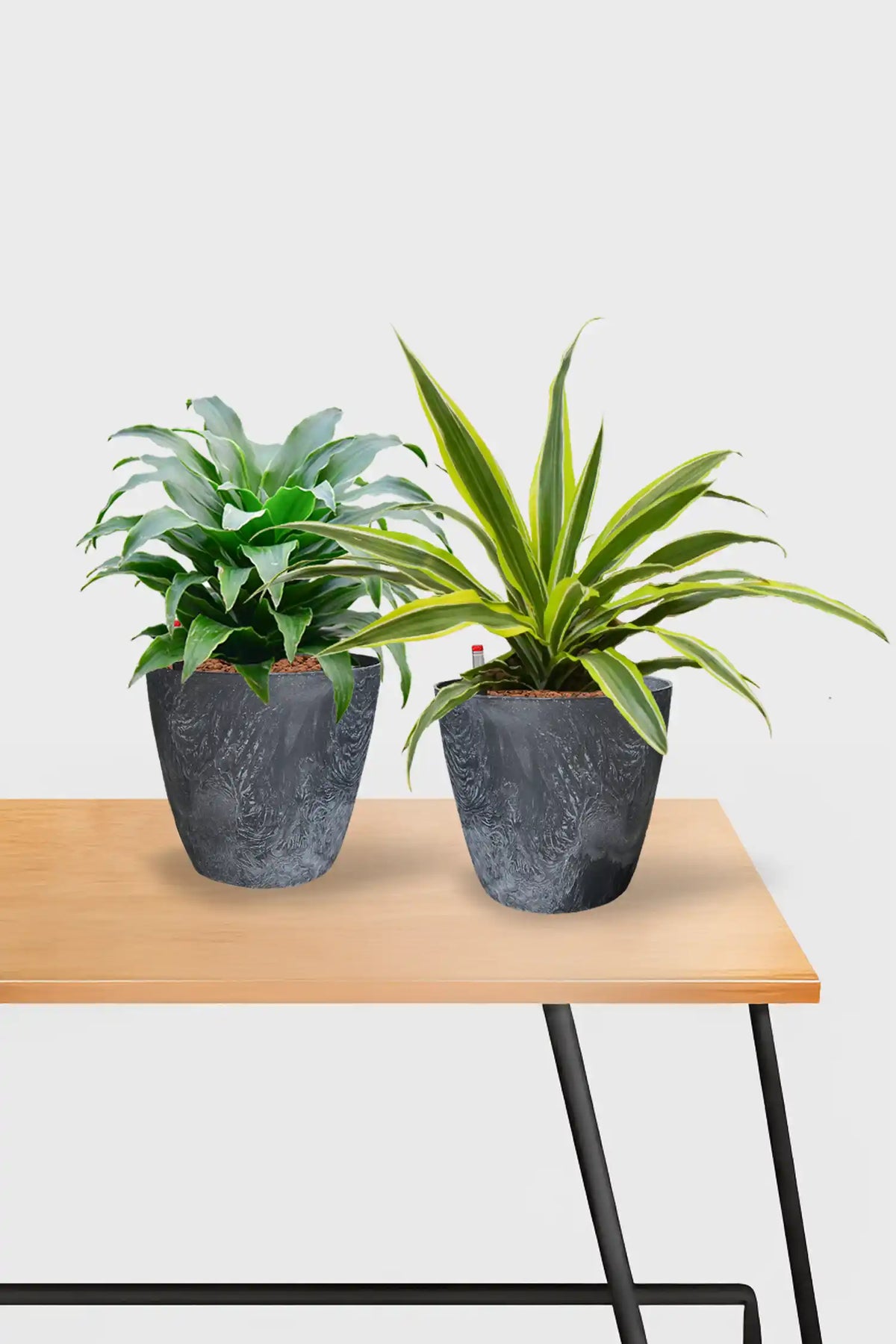 Leasing Basic Schreibtischpflanzen - 2er Set Drachenbaum