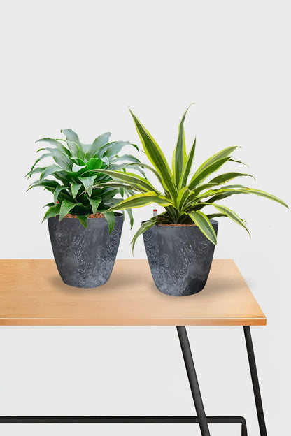 Leasing Basic Schreibtischpflanzen - 2er Set Drachenbaum