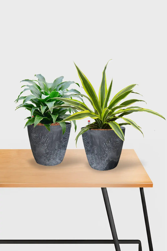 Leasing Basic Schreibtischpflanzen - 2er Set Drachenbaum