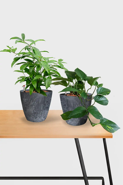 Leasing Basic Schreibtischpflanzen - 2er Set Efeutute