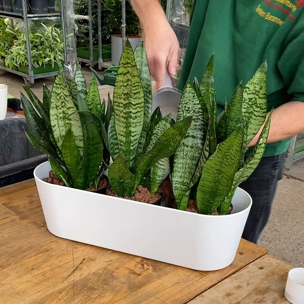 Gärtner pflanzt Hydrokultur Sansevieria in Sideboard Gefäß