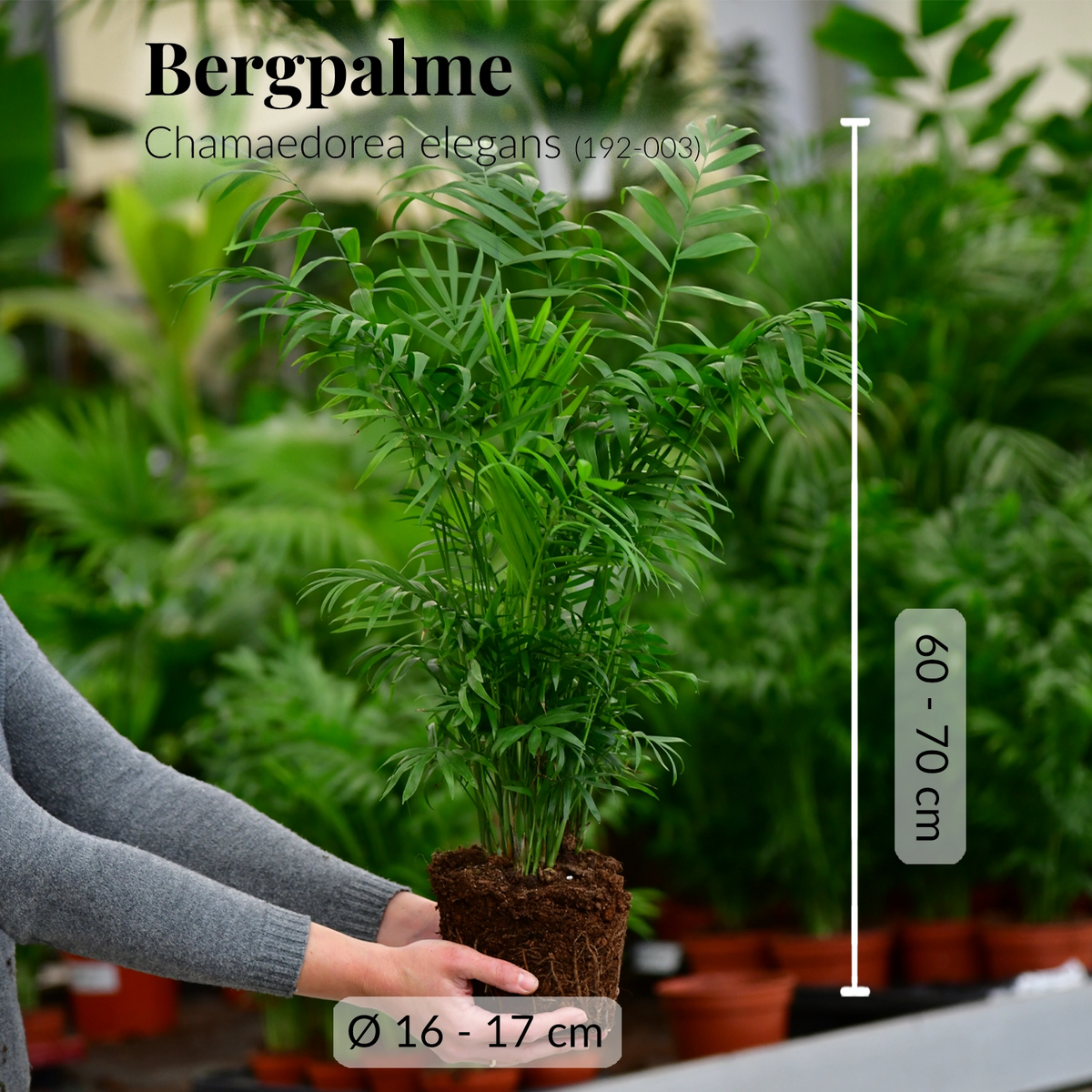 Frische BErgpalme mit gesunden Wurzeln direkt beim Gärtner