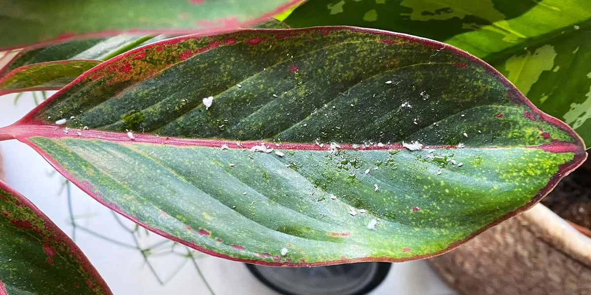 Befallenes Blatt einer Zimmerpflanze mir Schmierläusen