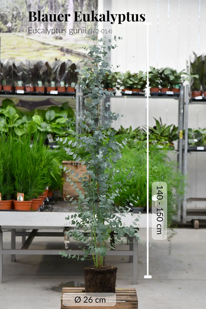 Frischer Eukalyptus XXL mit gesunden Wurzeln direkt beim Gärtner