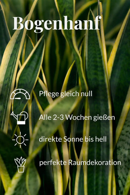 Bogenhanf Pflegehinweise 