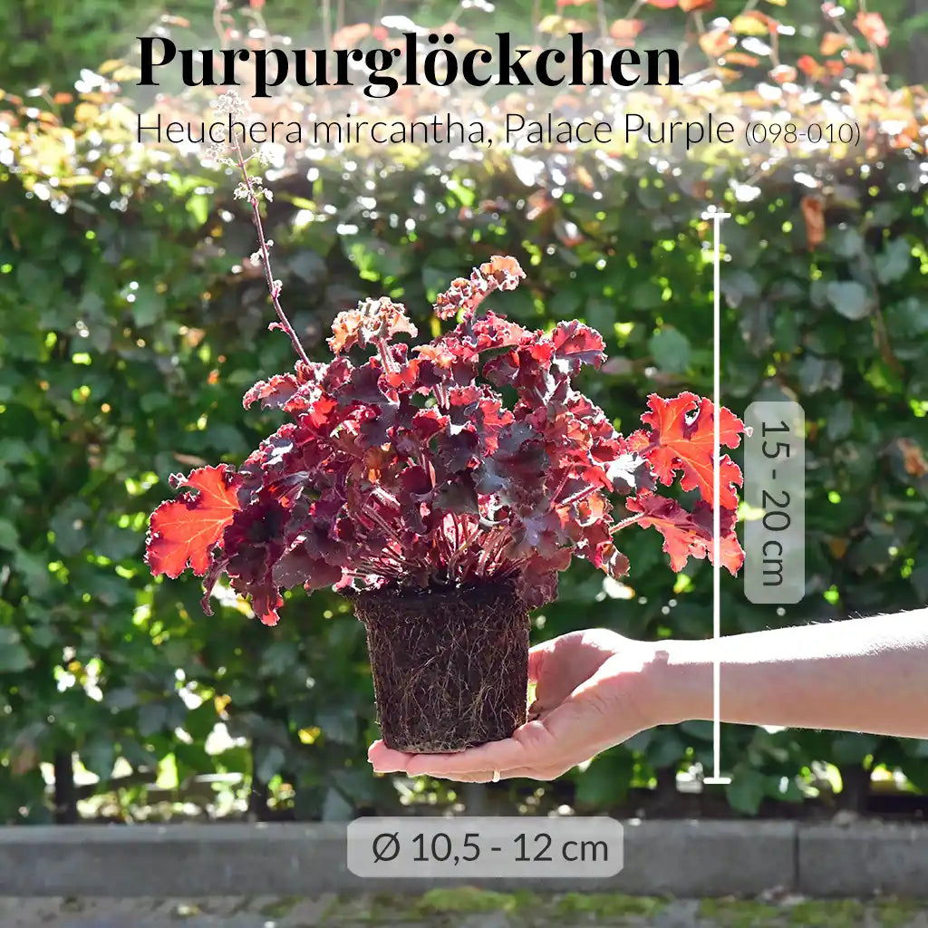 5er Box Rote Herbstpflanzen