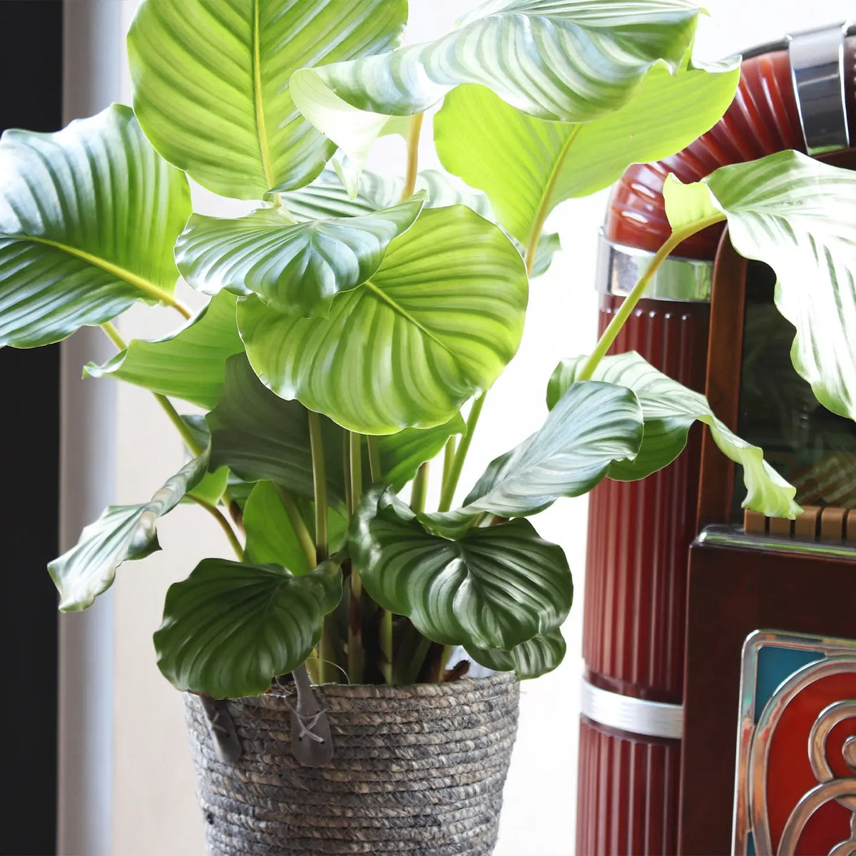 Große Blätter der Calathea Orbifolia
