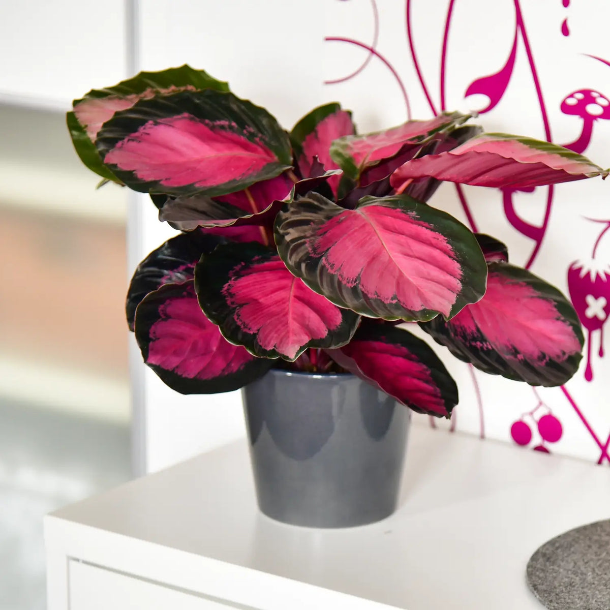Calathea Rose Crimson steht im Wohnraum mit grauem Keramik Topf