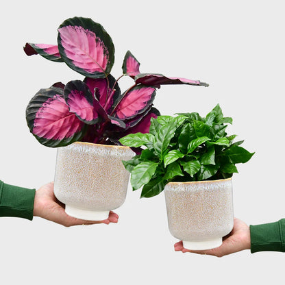 Calathea Rose & Coffee