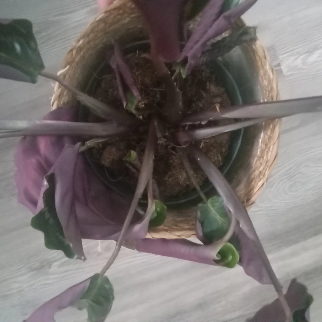 Calathea mit eingerollten, trockenen Blättern als Schadbild bei zu geringer Luftfeuchtigkeit.