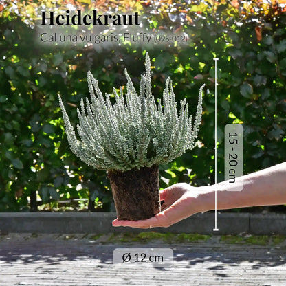 Mix & Match Winterharte und Ungiftige Balkonpflanzen