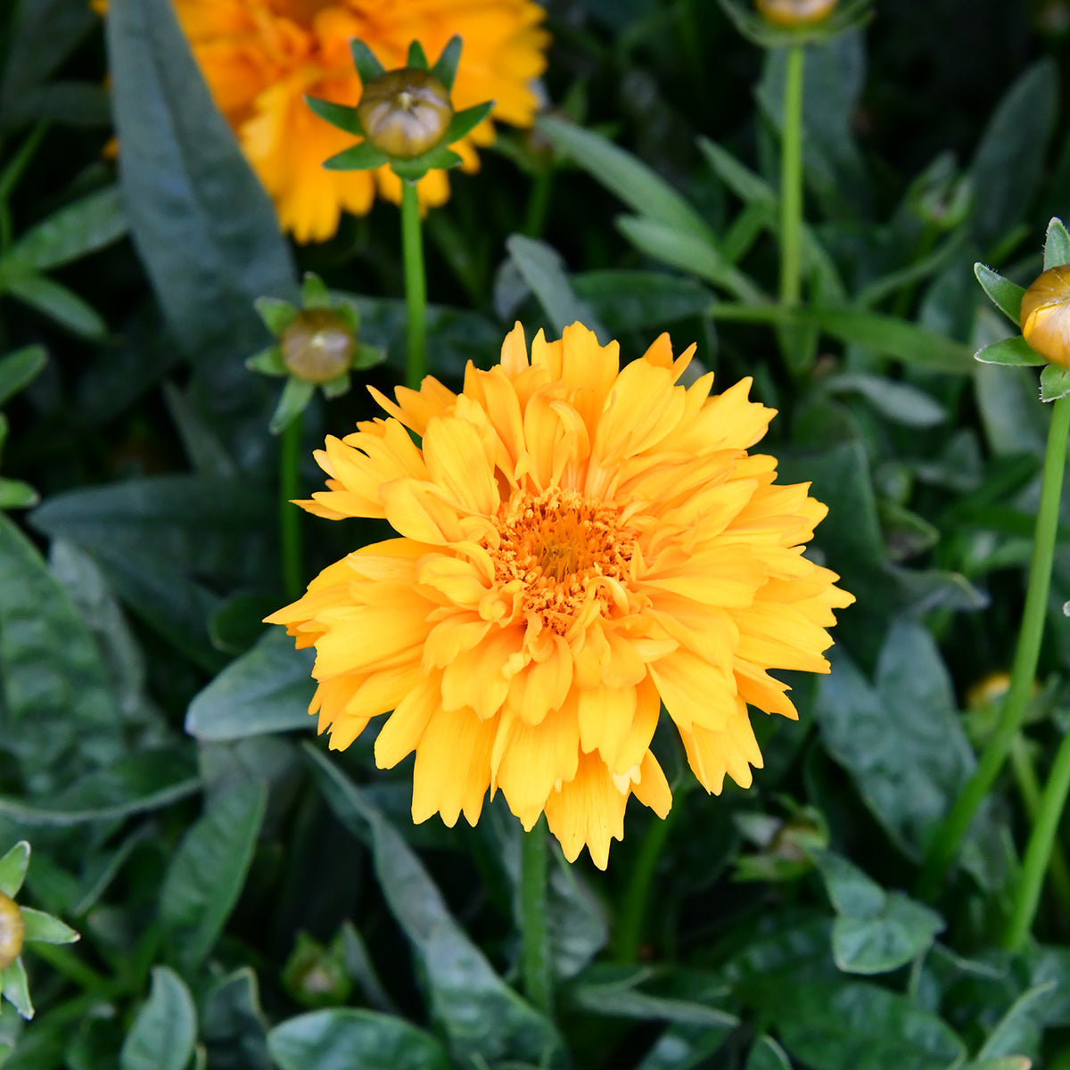 Sommerstaude Mädchenauge Coreopsis